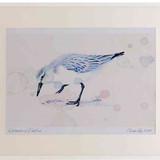 A2 sanderling nonbreeding plumage