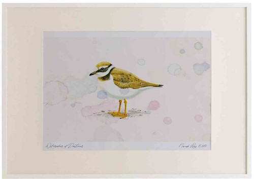 A2 ringed plover juvenile.jpg