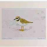A2 ringed plover juvenile