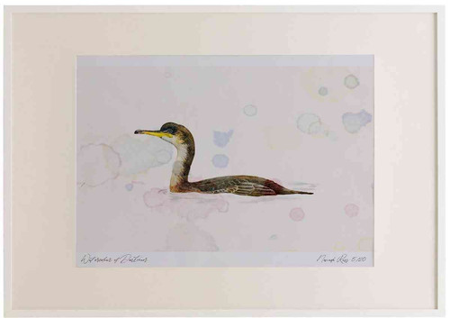 A2 shag juvenile swimming.jpg
