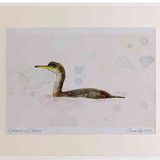 A2 shag juvenile swimming