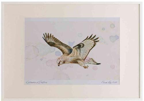 A2 rough legged buzzard.jpg