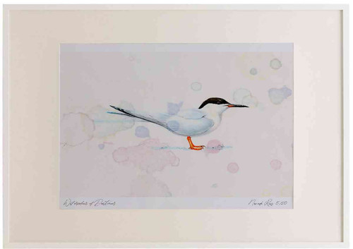 A2 roseate tern breeding plumage.jpg