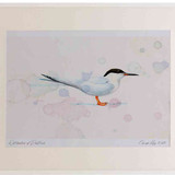 A2 roseate tern breeding plumage