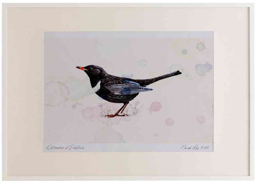 A2 ring ouzel male.jpg