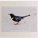 A2 ring ouzel male