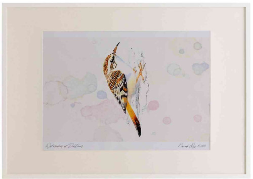 A2 short toed treecreeper.jpg