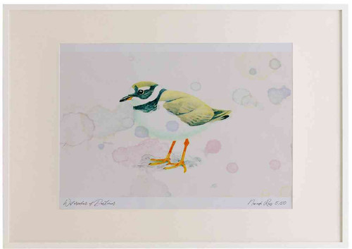 A2 ringed plover nonbreeding plumage.jpg