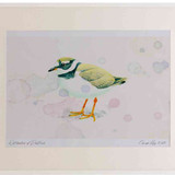 A2 ringed plover nonbreeding plumage