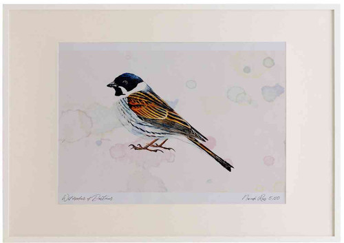 A2 reed bunting male.jpg