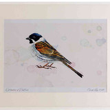 A2 reed bunting male