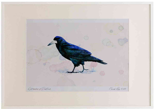 A2 rook adult.jpg