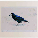A2 rook adult