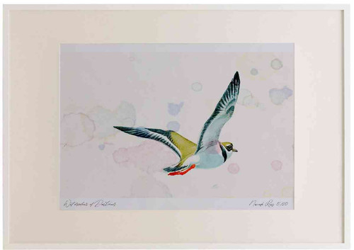 A2 ringer plover inflight.jpg