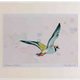 A2 ringer plover inflight