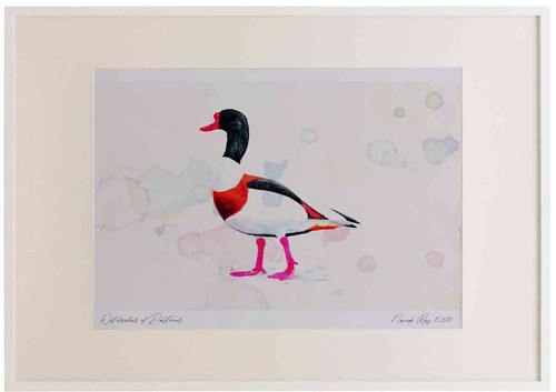 A2 shelduck male.jpg