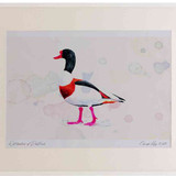 A2 shelduck male