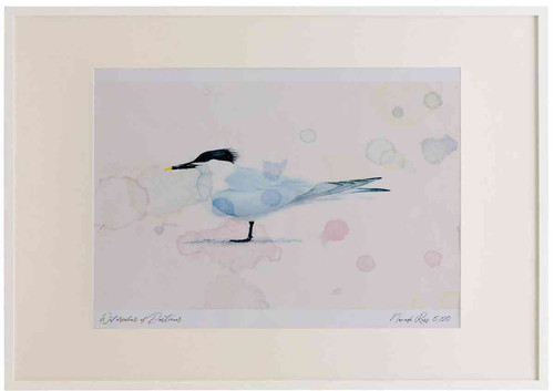 A2 sandwich tern breeding plumage.jpg