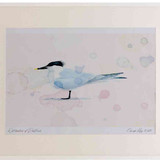 A2 sandwich tern breeding plumage