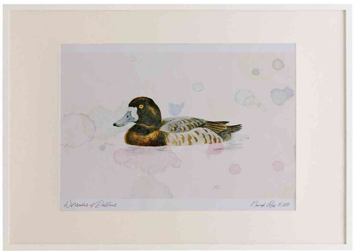 A2 scaup female.jpg