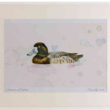 A2 scaup female