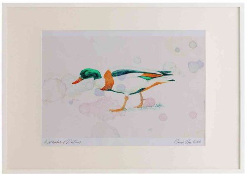A2 shelduck female.jpg