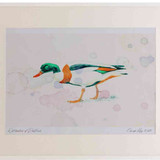 A2 shelduck female