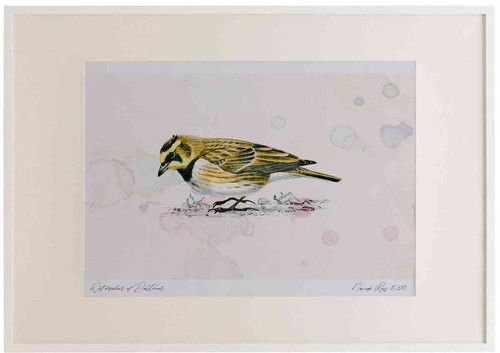 A2 shorelark.jpg
