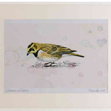 A2 shorelark
