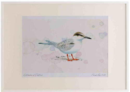 A2 roseate tern juvenile.jpg