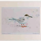 A2 roseate tern juvenile