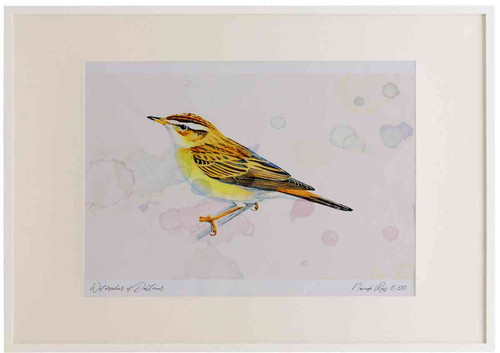 A2 sedge warbler.jpg