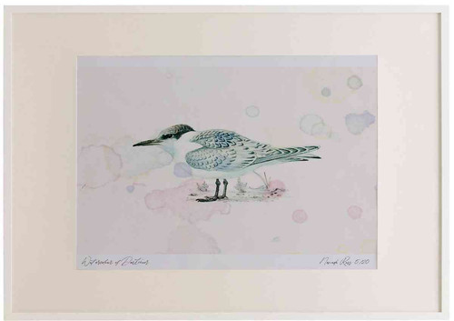 A2 sandwich tern juvenile.jpg