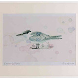 A2 sandwich tern juvenile