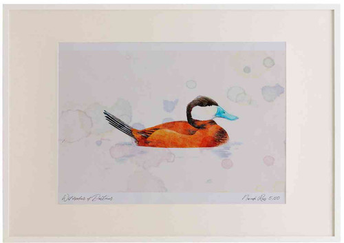 A2 ruddy duck male.jpg