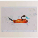 A2 ruddy duck male