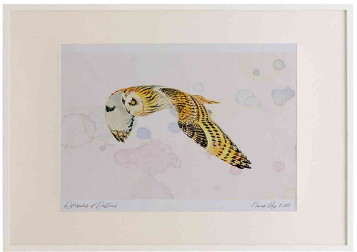 A2 short eared owl.jpg