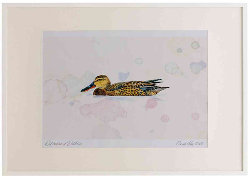 A2 shoveler female.jpg