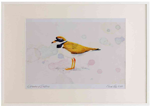 A2 ringed plover breeding plumage.jpg