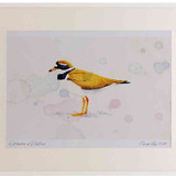 A2 ringed plover breeding plumage