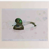 A2 scaup male