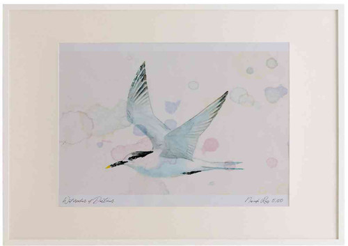 A2 sandwich tern nonbreeding plumage inflight.jpg