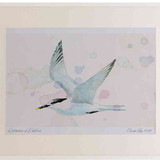 A2 sandwich tern nonbreeding plumage inflight