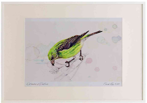 A2 scottish crossbill female.jpg