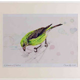 A2 scottish crossbill female