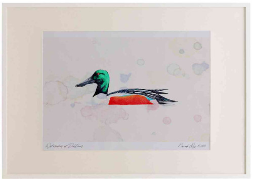 A2 shoveler male.jpg