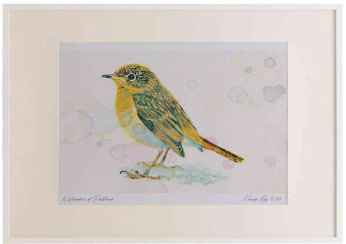 A2 robin juvenile.jpg