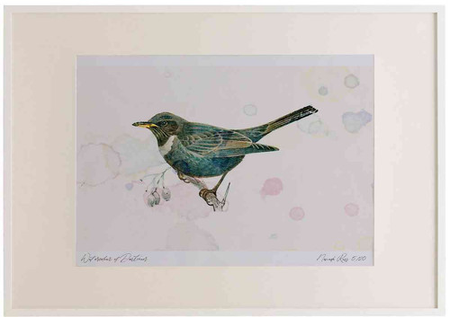 A2 ring ouzel female.jpg