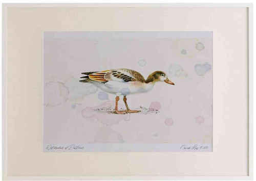A2 shelduck juvenile.jpg