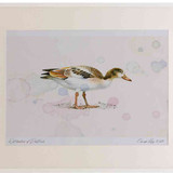 A2 shelduck juvenile